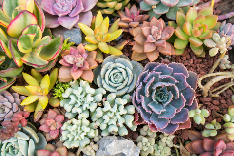 St Ambrose Church Plant Sale
